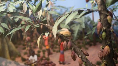 Alimento dos deuses? O nome correto da árvore que dá origem ao chocolate e sua história podem surpreender muita gente