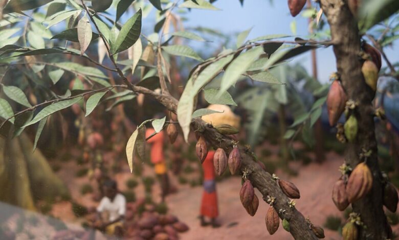 Alimento dos deuses? O nome correto da árvore que dá origem ao chocolate e sua história podem surpreender muita gente