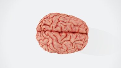 Seu cérebro é mais jovem ou mais velho? Faça o teste e descubra