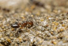 Soluções fáceis para eliminar formigas e manter a casa limpa
