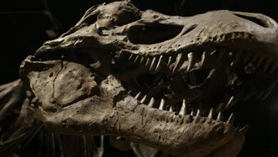 Cientistas ficam perplexos com dinossauro bizarro e mãos gigantes