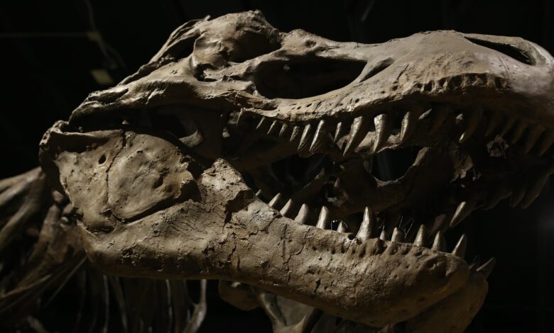 Cientistas ficam perplexos com dinossauro bizarro e mãos gigantes