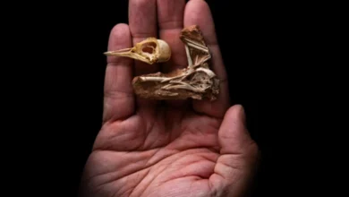Ciência comprova que dinossauros ainda estão vivendo no planeta Terra