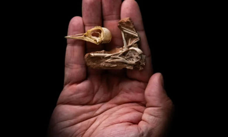 Ciência comprova que dinossauros ainda estão vivendo no planeta Terra