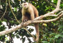 Na porta da COP 30, bate o apelo de um dos macacos mais ameaçados do mundo