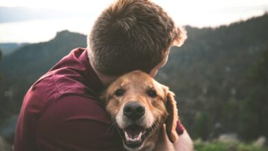 Estudo revela que cães entendem palavras humanas com precisão
