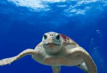 Novo estudo mostra que sentimentos humanos podem existir em outro animal