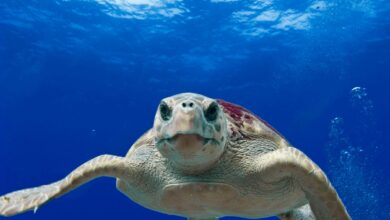 Novo estudo mostra que sentimentos humanos podem existir em outro animal