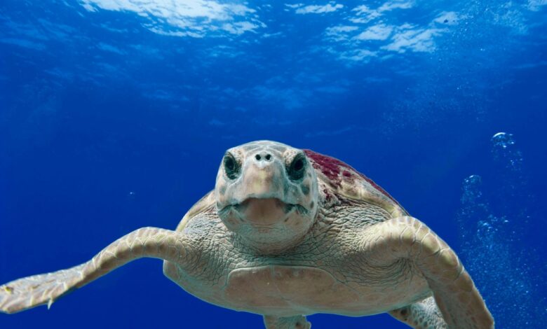 Novo estudo mostra que sentimentos humanos podem existir em outro animal