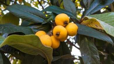 Essa fruta pode ser a chave para uma pele mais jovem e saudável
