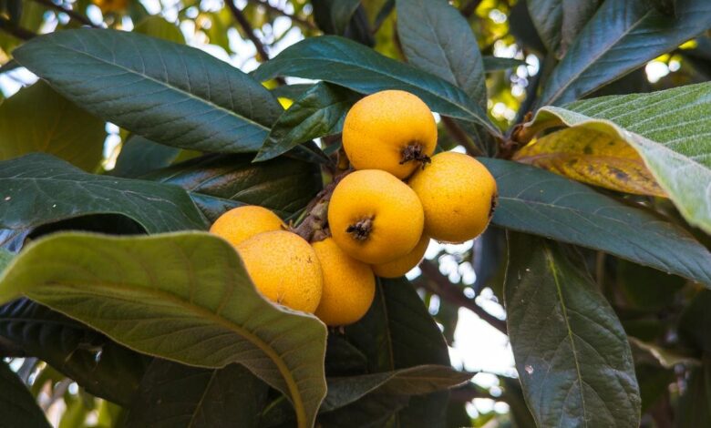 Essa fruta pode ser a chave para uma pele mais jovem e saudável