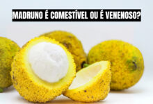 O madruno, fruta nativa da Amazônia, encanta pelo sabor exótico e pelo potencial de mercado. Descubra como essa joia natural pode ser a nova aposta de fruticultores em busca de inovação. Fonte: Adobe Stock