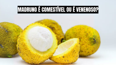 O madruno, fruta nativa da Amazônia, encanta pelo sabor exótico e pelo potencial de mercado. Descubra como essa joia natural pode ser a nova aposta de fruticultores em busca de inovação. Fonte: Adobe Stock