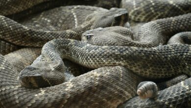 A história de um homem que enfrentou as cobras mais venenosas do mundo