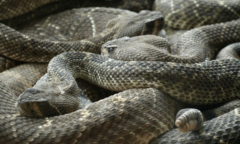 A história de um homem que enfrentou as cobras mais venenosas do mundo