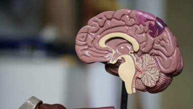 Como a idade do seu cérebro pode influenciar sua longevidade