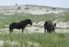 Ilha, Cavalos, Cavalos selvagens