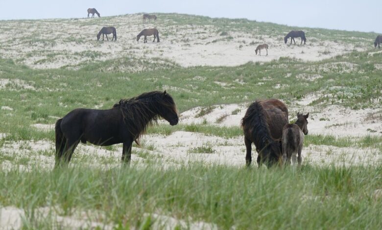 Ilha, Cavalos, Cavalos selvagens