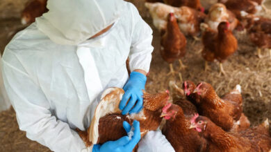 Caso de influenza aviária em Quixeramobim ativa plano emergencial. O que muda para as aves, produtores e como a biossegurança é aplicada?