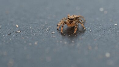 Invasão de aranhas venenosas está colocando casas do Brasil em risco