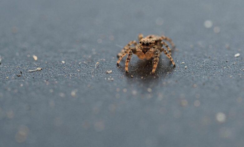 Invasão de aranhas venenosas está colocando casas do Brasil em risco