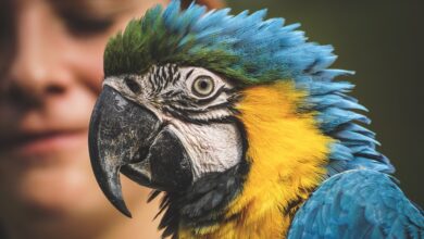 Este local no Brasil abriga os animais mais raros do planeta
