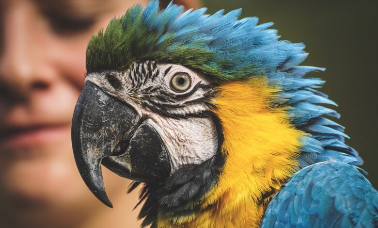 Este local no Brasil abriga os animais mais raros do planeta