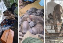 Mãe e 13 filhotes de pitbulls são encontrados abandonados em matagal de Balneário Camboriú