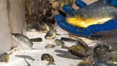O Gigante das Águas: Qual é o Verdadeiro Maior Açude de Peixes do Brasil?