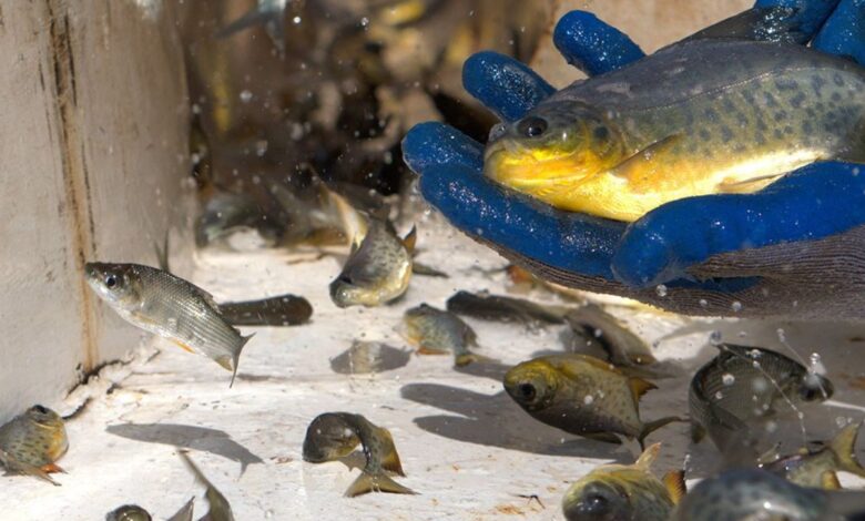 O Gigante das Águas: Qual é o Verdadeiro Maior Açude de Peixes do Brasil?