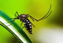 Proteja sua casa de mosquitos com esses métodos caseiros e seguros