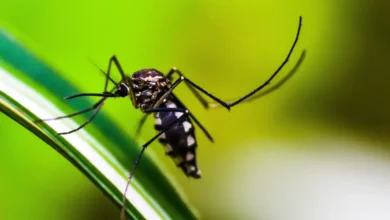 Proteja sua casa de mosquitos com esses métodos caseiros e seguros