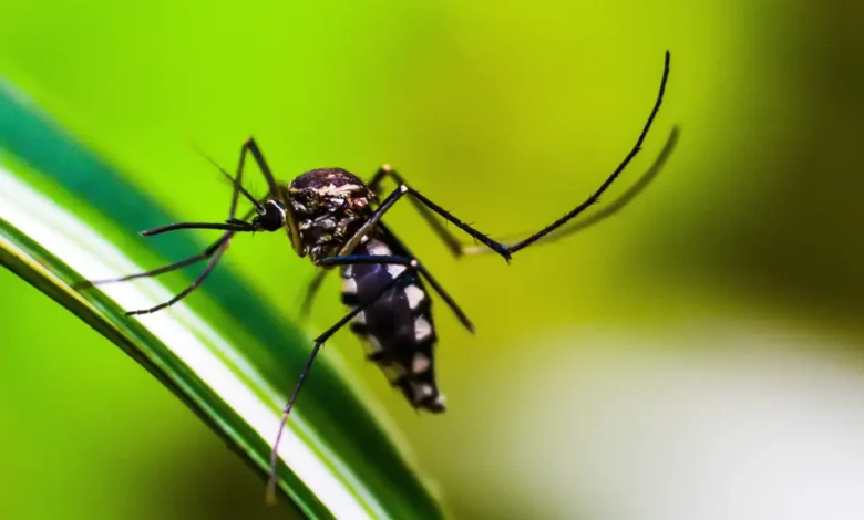 Proteja sua casa de mosquitos com esses métodos caseiros e seguros
