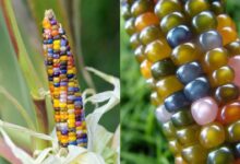 Conheça o milho que parece vidro: uma variedade colorida, rara e cheia de potencial para o mercado agrícola e ornamental. Veja como cultivar e onde ele pode brilhar.