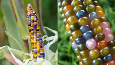 Conheça o milho que parece vidro: uma variedade colorida, rara e cheia de potencial para o mercado agrícola e ornamental. Veja como cultivar e onde ele pode brilhar.