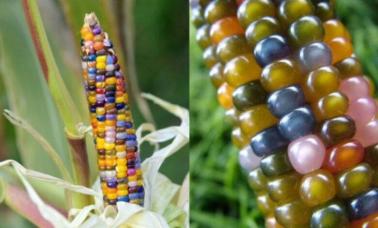 Conheça o milho que parece vidro: uma variedade colorida, rara e cheia de potencial para o mercado agrícola e ornamental. Veja como cultivar e onde ele pode brilhar.