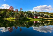 O Maior Museu a Céu Aberto da América Latina: A História e os Tesouros de Inhotim