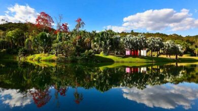 O Maior Museu a Céu Aberto da América Latina: A História e os Tesouros de Inhotim