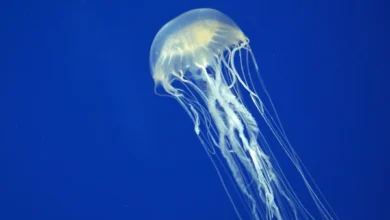 O animal mais venenoso do mundo é diferente do que você imagina