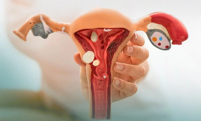 O útero se movimenta dentro do corpo, afeta o sistema imune, fertilidade e o que a ciência moderna revela sobre a saúde reprodutiva feminina.