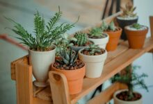 O segredo que ninguém conta sobre a planta que pode prejudicar seu jardim