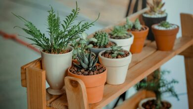 O segredo que ninguém conta sobre a planta que pode prejudicar seu jardim