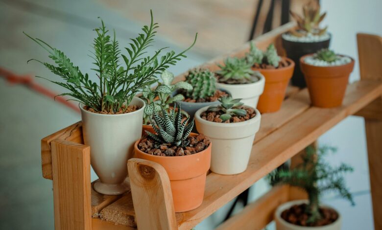 O segredo que ninguém conta sobre a planta que pode prejudicar seu jardim