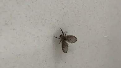Entenda a origem das mosquinhas de banheiro e como se livrar delas