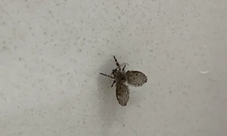 Entenda a origem das mosquinhas de banheiro e como se livrar delas