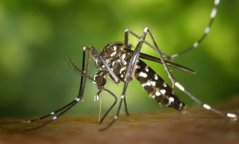 papel higiênico vira arma contra mosquitos