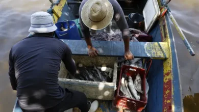 Peixe que brilha no exterior não faz sucesso na alimentação brasileira