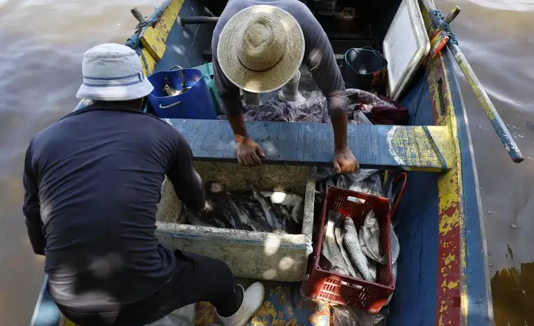 Peixe que brilha no exterior não faz sucesso na alimentação brasileira