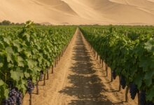 Cultivo de uvas no deserto do Peru, Deserto do Peru, Uvas, Peru