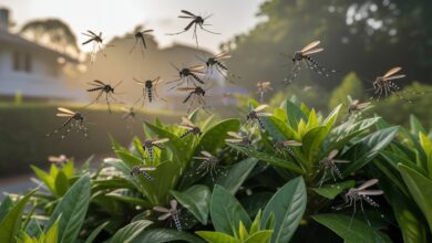 Mulher testa repelente natural em câmara com milhares de mosquitos tigres, em experimento científico na Guadeloupe